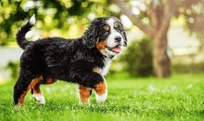 puppy:rk5nf8zb4k4= bernese mountain dog